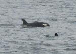 275  Orcas 2.jpg